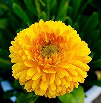 SEMI PER PRATO UNIVERSALE calendula bellezza del pacifico- 10 pezzi  - SGARAVATTI