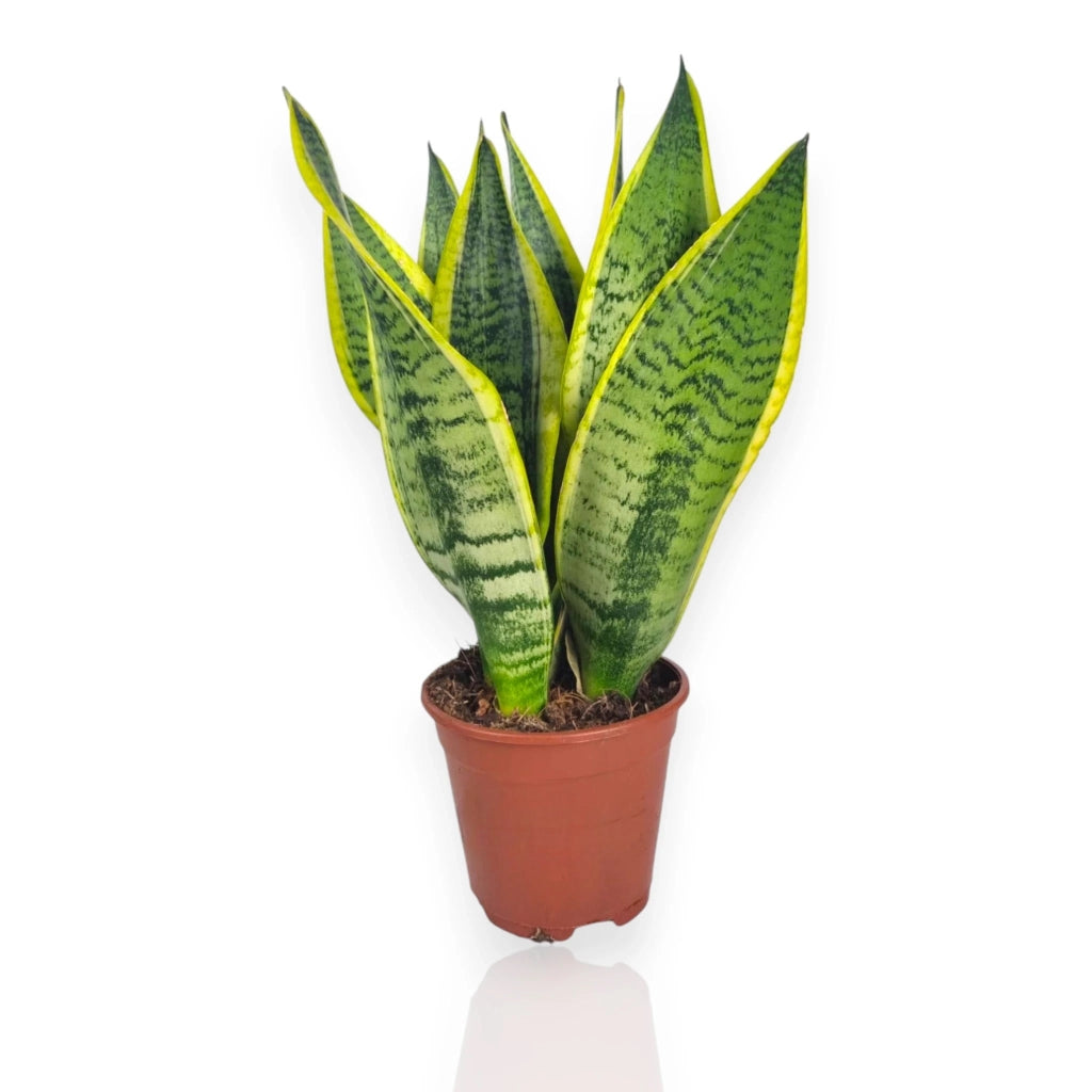 Gardenaria Sansevieria trifasciata 'Futura Superba' - Pianta da interno ornamentale Altezza: 40 cm (vaso 12)