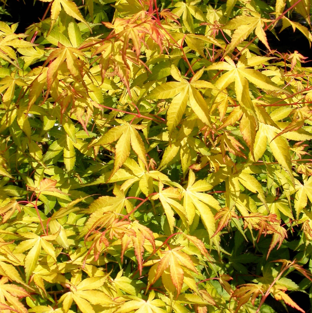 Acer palmatum ‘Katsura’ – Acero giapponese arancio vaso 19 cm
