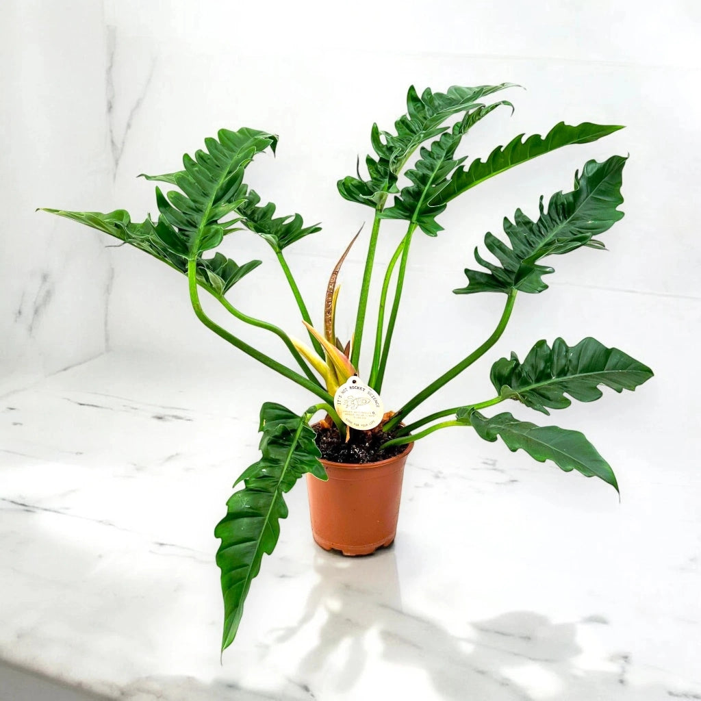 Gardenaria Philodendron 'Tigertooth' - Pianta da interno ornamentale Altezza: 45 cm (vaso 17)