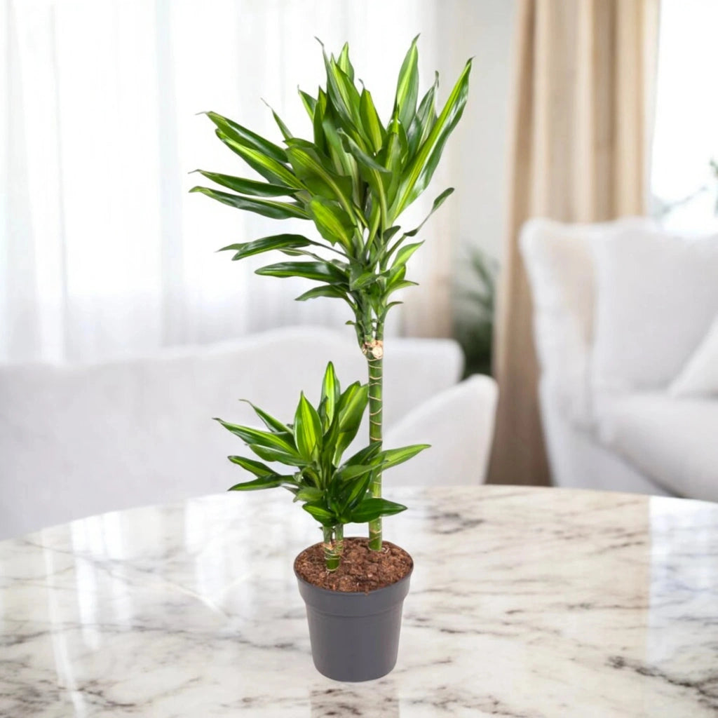 Gardenaria Dracaena fragrans 'Cintho' - Pianta da interno ornamentale Altezza: 100 cm (vaso 19)