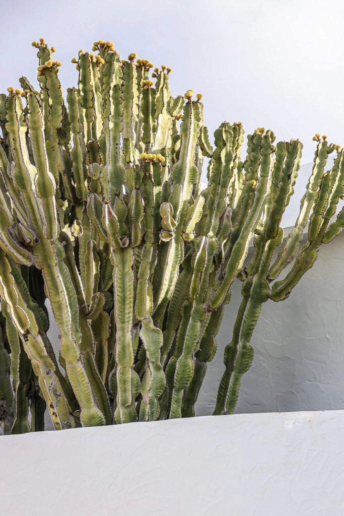 EUPHORBIA INGENS (EUFORBIA CANDELABRO) VASO 25