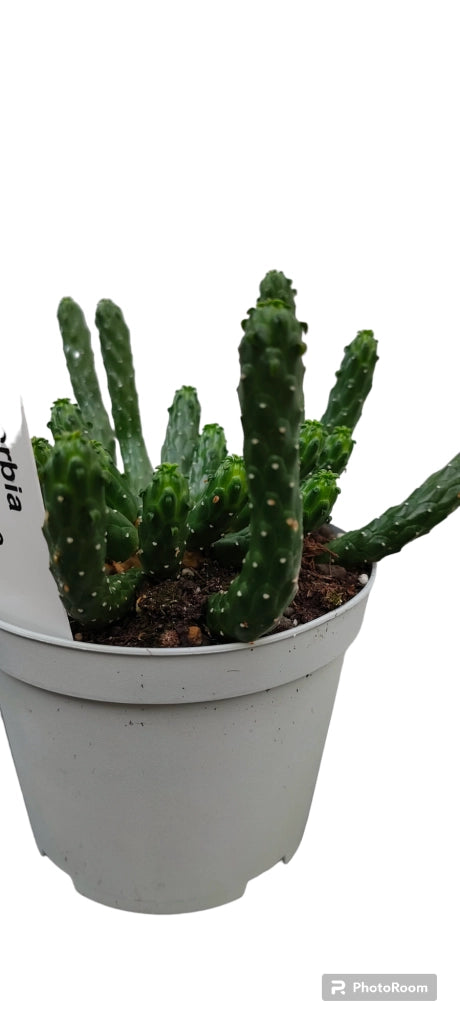 Euphorbia Caput medusae, pianta grassa foto reali