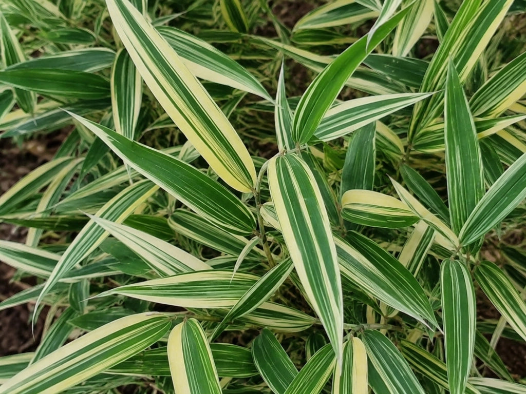 Gardenaria Bambù Variegato Shiroshima - Hibanobambusa tranquillans 'Shiroshima' - Bambù ornamentale da esterno Altezza: 125/150 cm (vaso28)