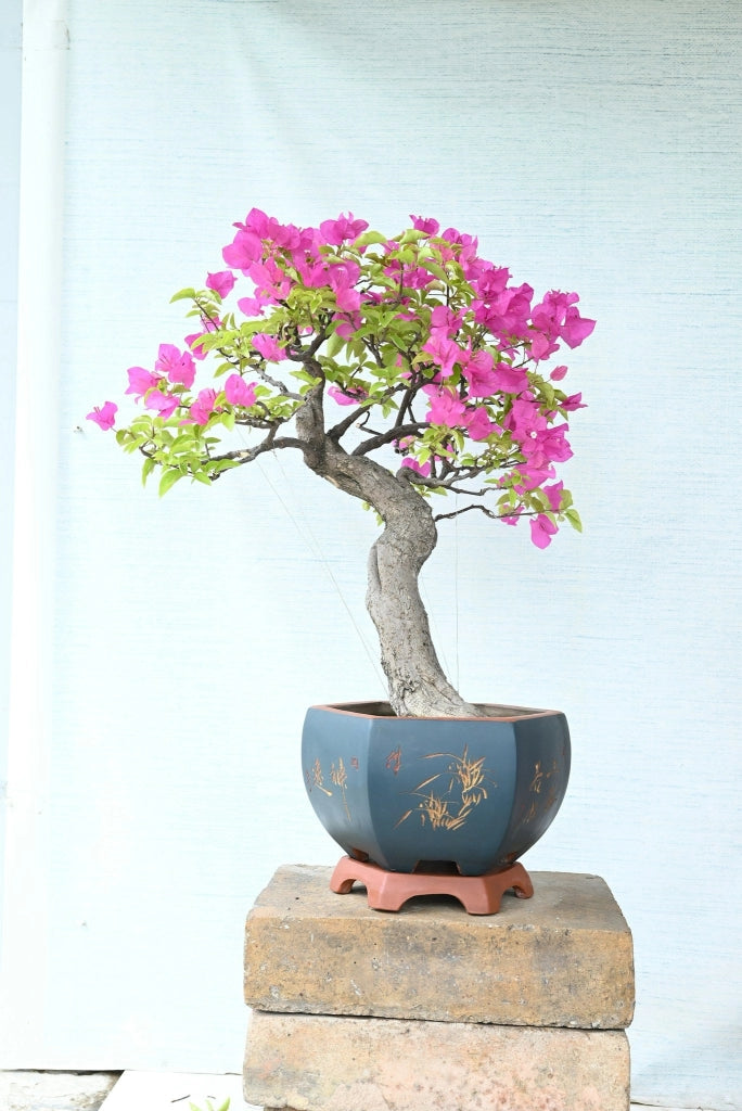 BOUGANVILLEA MULTICOLOR (BUGANVILLEA) BONSAI MINITHAI VASO 60