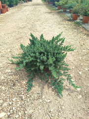 Ginepro Juniperus Conferta Blue Pacific Vaso 24 cm Conifera Tappezzante