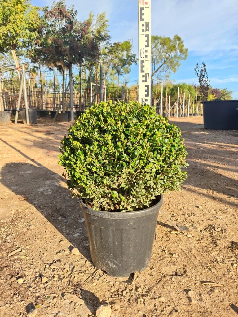 BUXUS FAULKNER (BOSSO) PALLA DIAMETRO CHIOMA 40 CM VASO 30