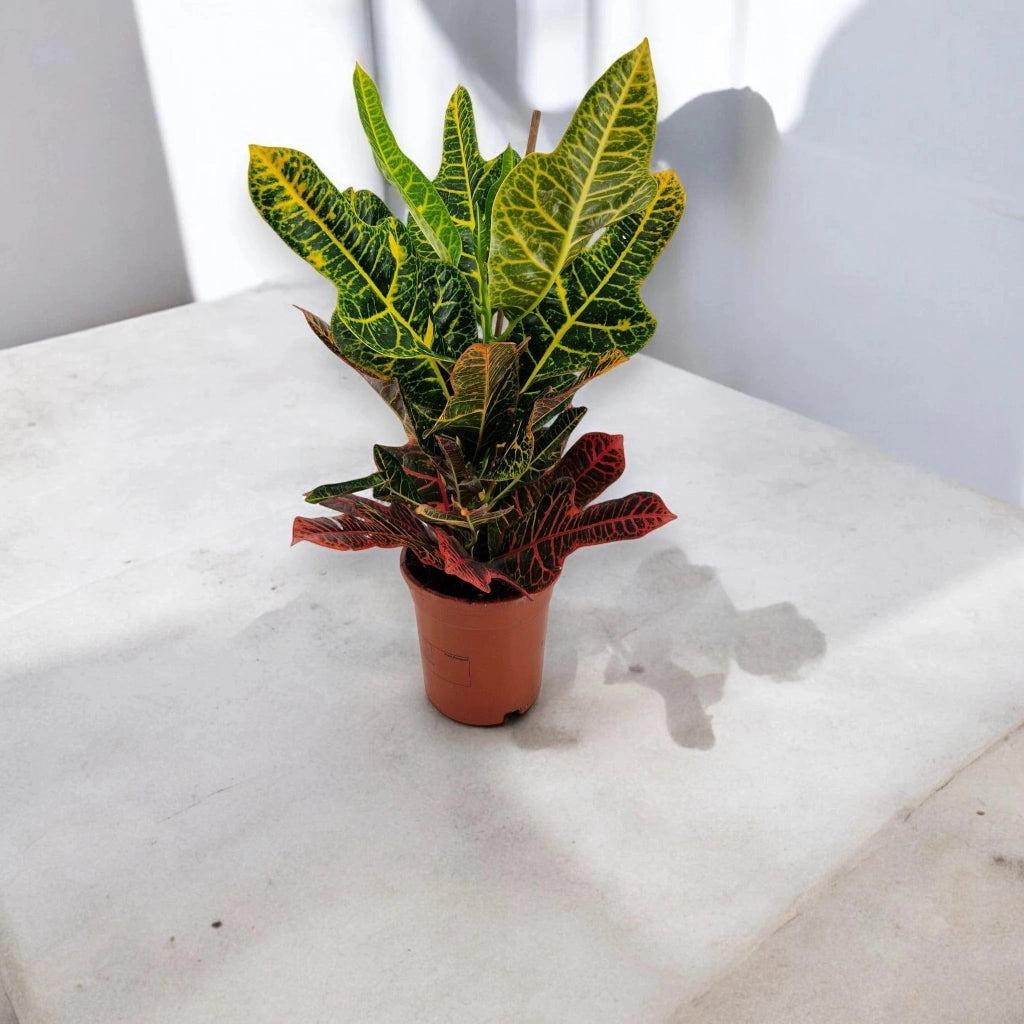 Gardenaria Codiaeum variegatum 'Excellent' - Pianta da interno ornamentale Altezza: 65 cm (vaso 19)