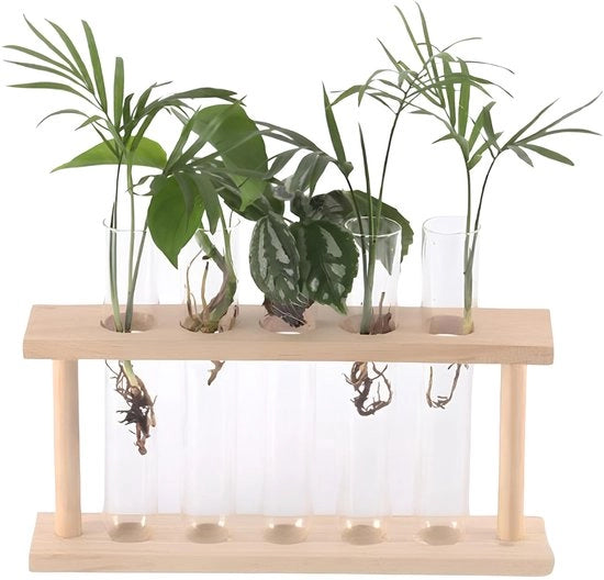 Vaso di Coccio per Hydrocultura con Stantuffo in Legno - Decorazione per Casa/Ufficio - Facile da Pulire - Design Transparente - Vaso per Piante