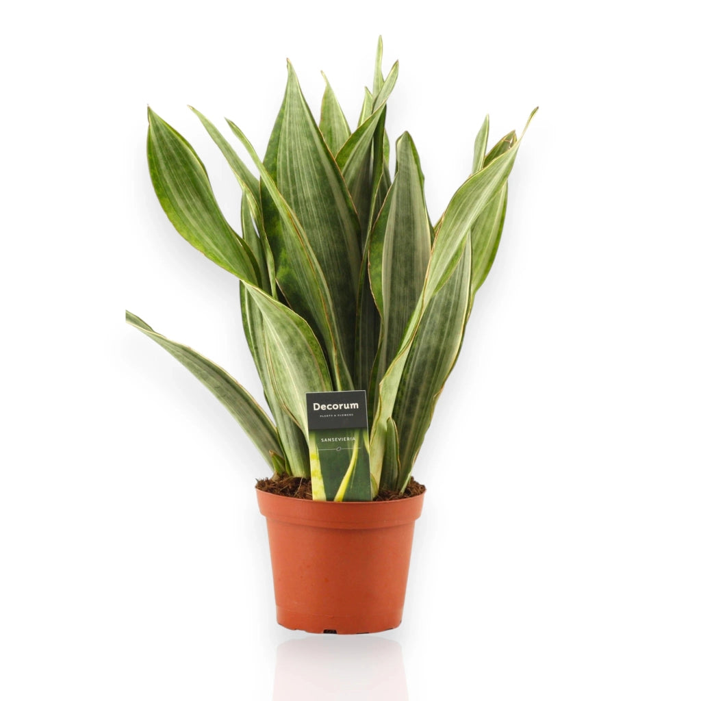 Gardenaria Sansevieria trifasciata aubry. 'Marlowe' - Pianta da interno ornamentale Altezza: 45 cm (vaso 14)