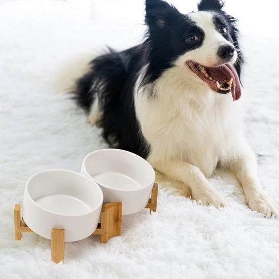 Ciotola per Animali di Compagnia, Ciotole Elevate per Gatti e Cani / stazione di alimentazione per cani