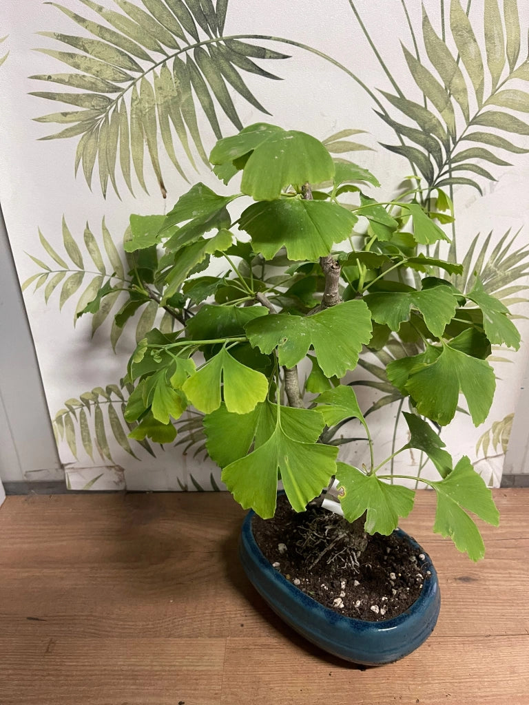 Ginkgo (Ginkgo biloba) - Bonsai Empire Pianta Vaso 20 H 35/40 Foto Reali