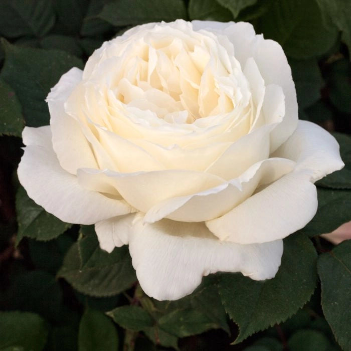 Pianta ROSA JEANNE MONREAU ®MEILLAND ALBERELLO profumata h 120 cm AMDgarden