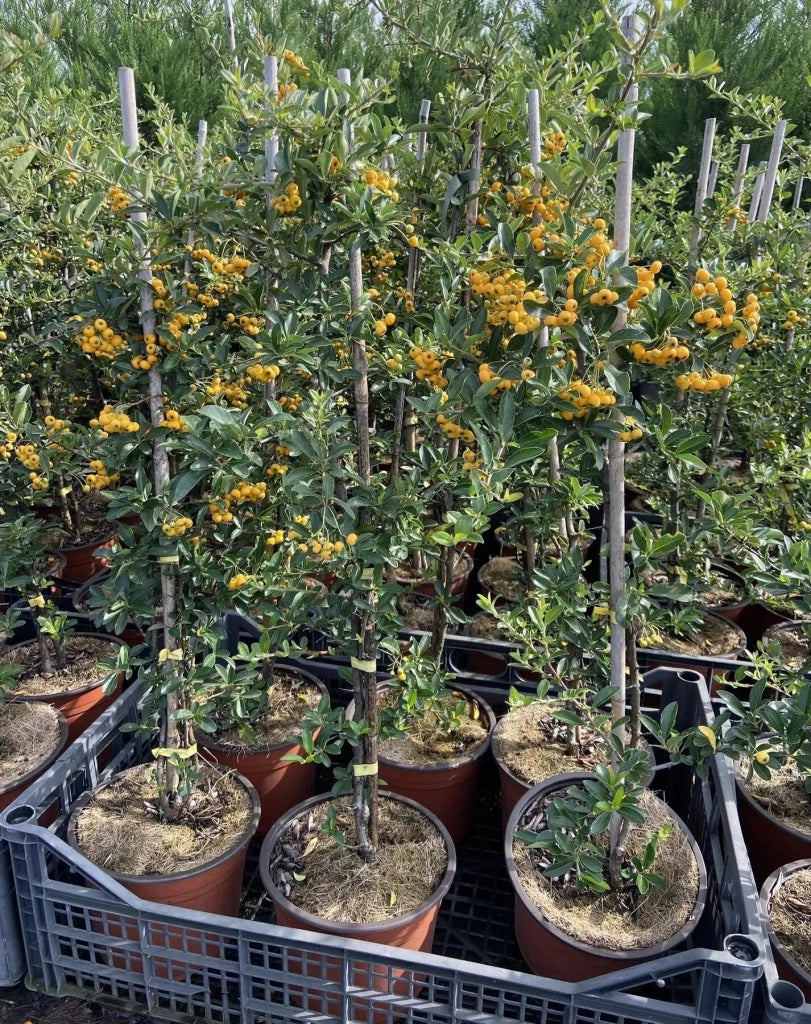 Gardenaria Pyracantha 'Soleil d'or' - Arbusto ornamentale da giardino Altezza: 50/70 cm (vaso19)