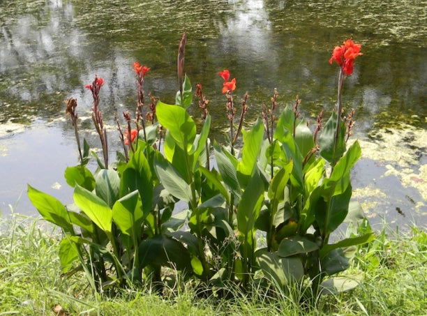 Canna indica rossa, vaso 24cm, foto reali