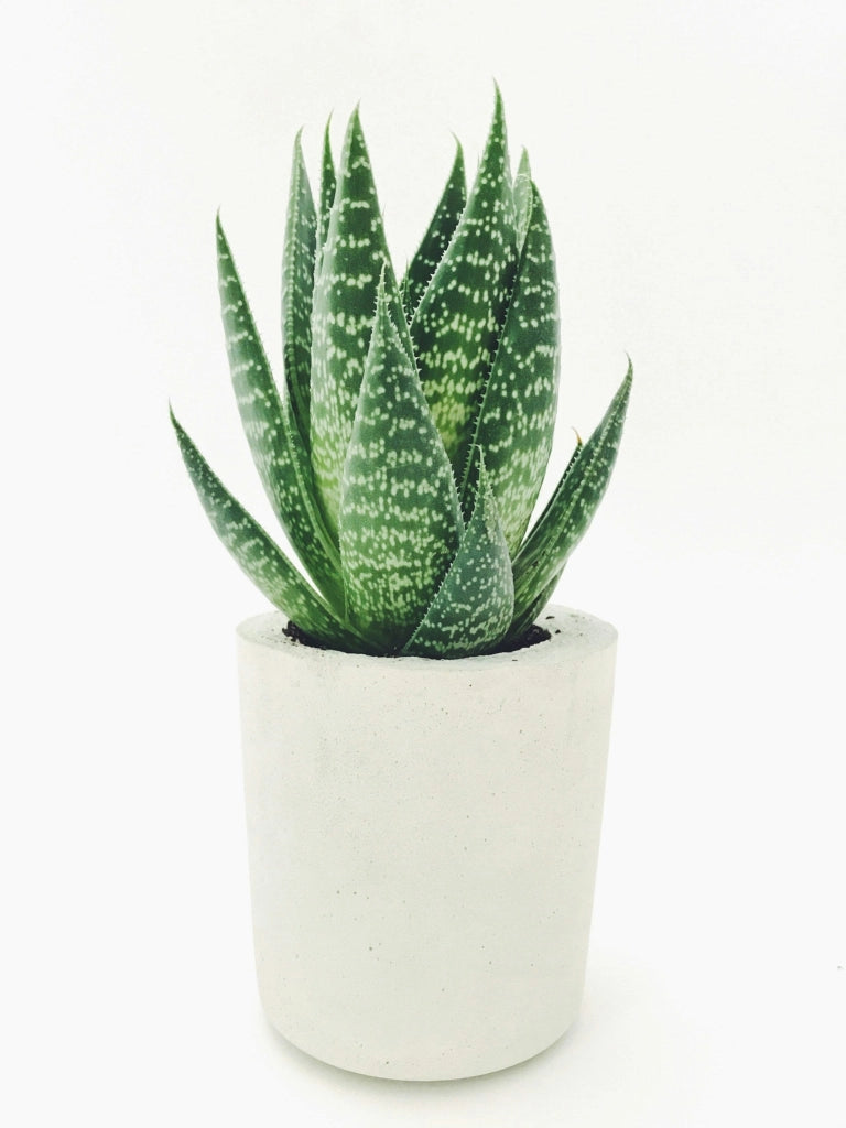 ALOE SAFARI SUNRISE VASO 18