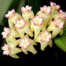 Hoya 'Rindu Rafflesia' – Rara pianta tropicale da collezione dal fascino esotico