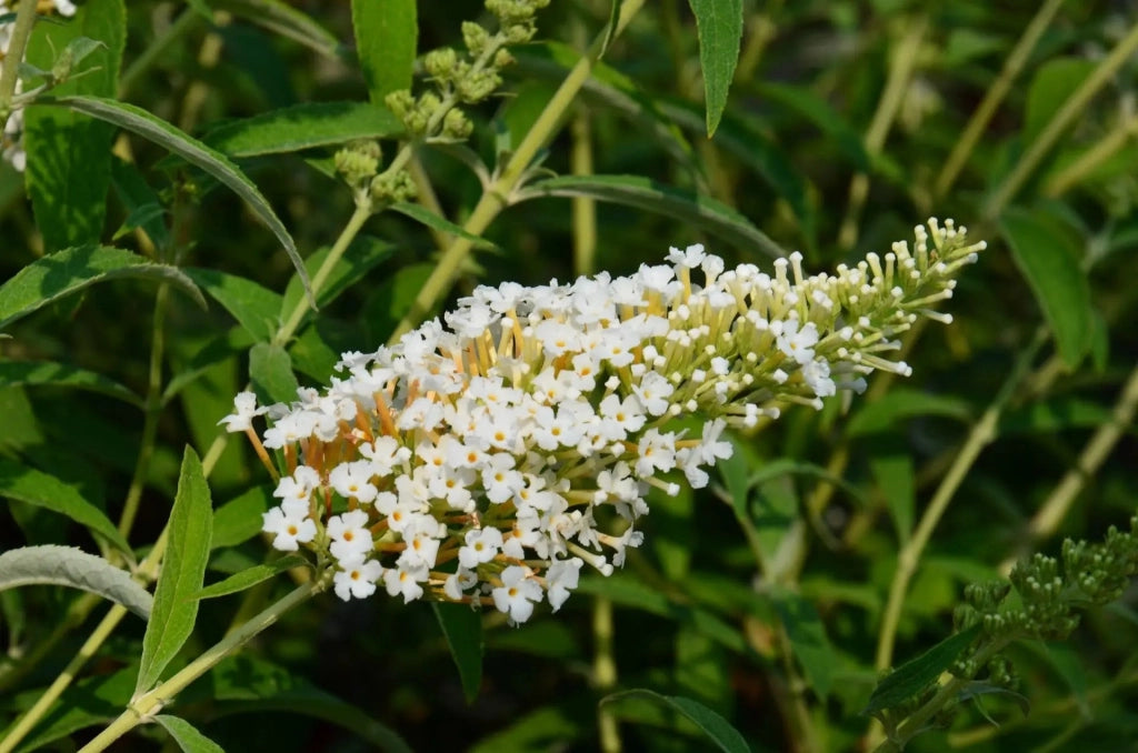 Gardenaria Buddleja davidii 'White Profusion' - Arbusto ornamentale da giardino Altezza: 40/60 cm (vaso19)