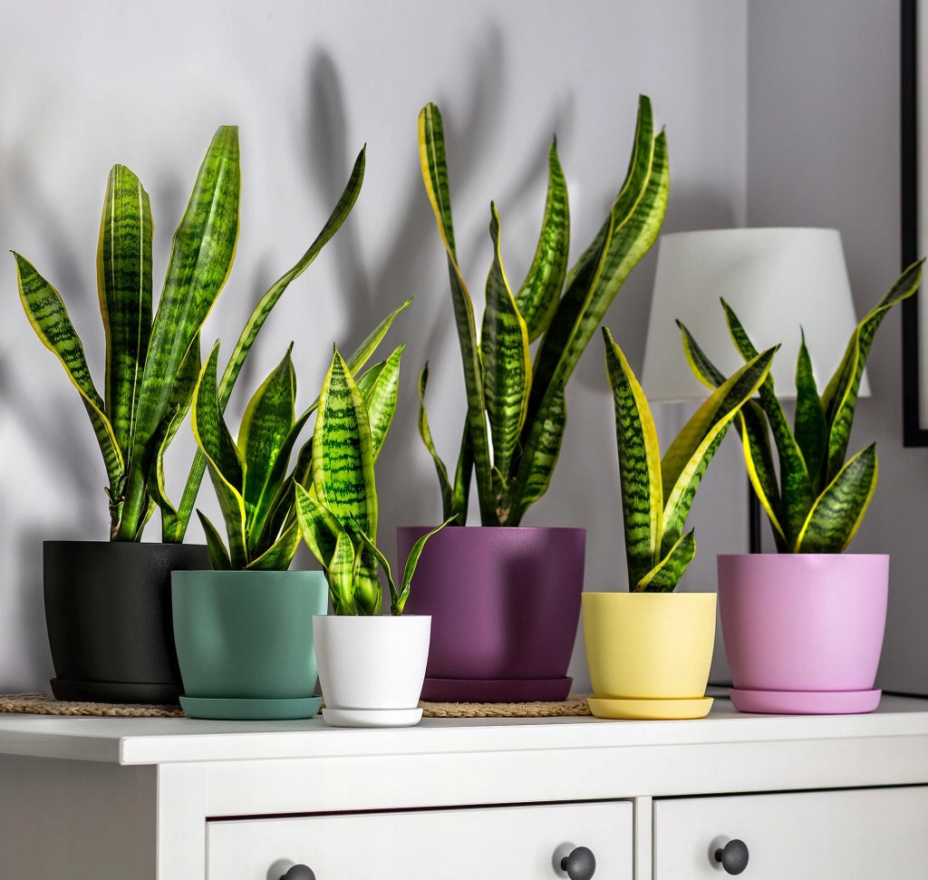 Coprivaso KADAX con sottovaso, colore viola, per soggiorno, 12 cm.