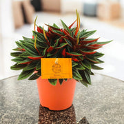 Gardenaria Peperomia caperata Rosso - Pianta da interno ornamentale Altezza: 20 cm (vaso 12)