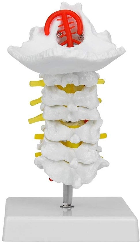 Modello di Cervicale - 7 Vertebrali - Anatomia - Modello in PVC Leggero - Base Stabile - Materiale Educativo Ideale - Modello Anatomico