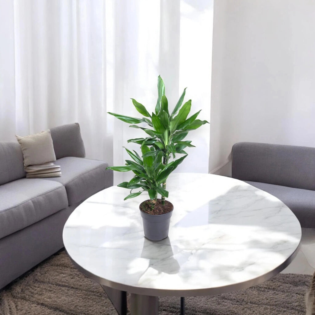 Gardenaria Dracaena fragrans 'Janet Lind' - Pianta da interno ornamentale Altezza: 100 cm (vaso 21)