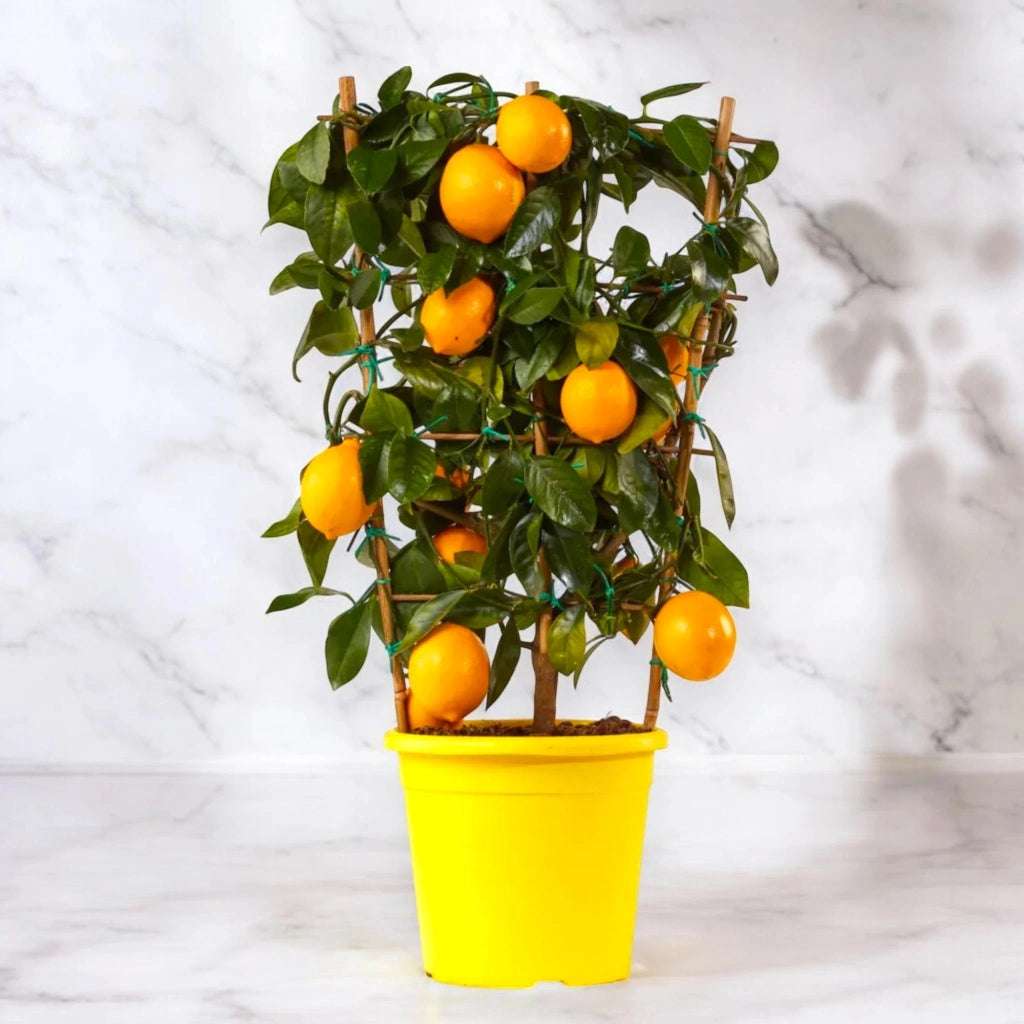 Gardenaria Limone Meyer - Citrus × meyeri - Pianta di agrume da frutto in vaso Altezza: 125/140 cm (vaso26)