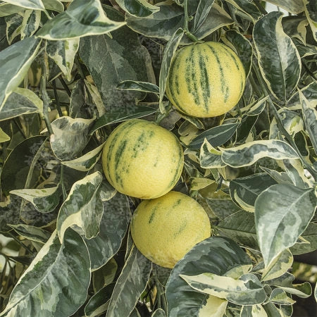 Pianta di Limone Variegato vaso 20cm