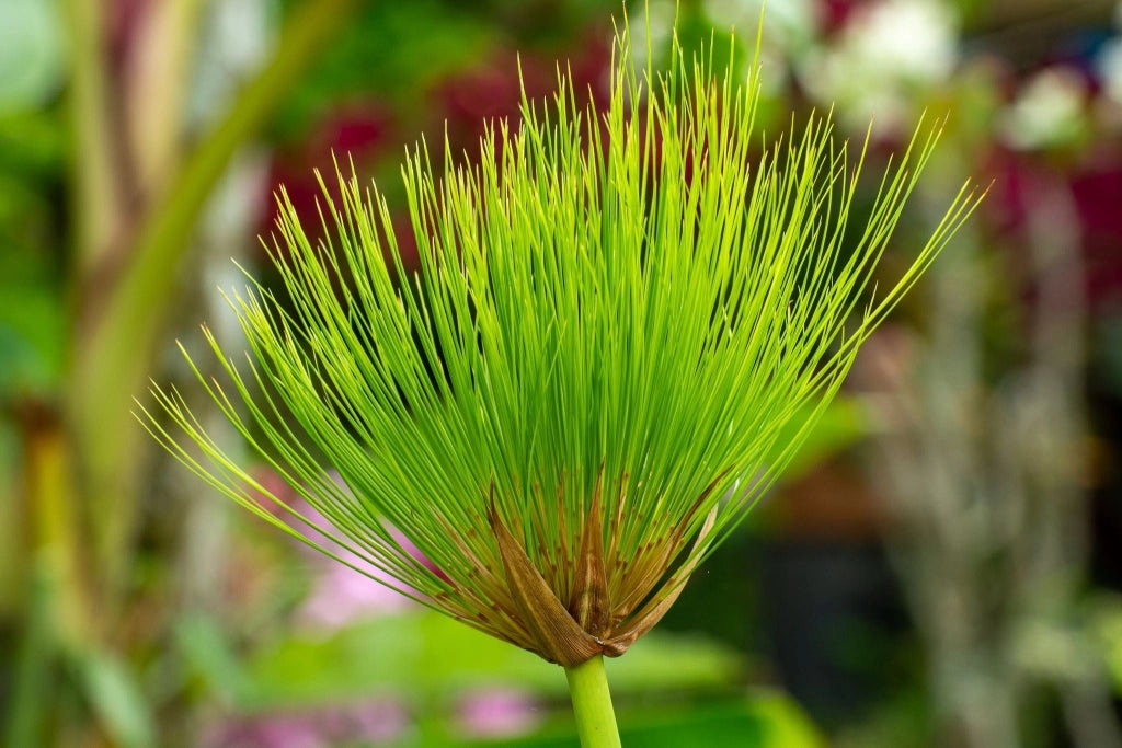 CYPERUS PAPYRUS (PAPIRO) VASO 24