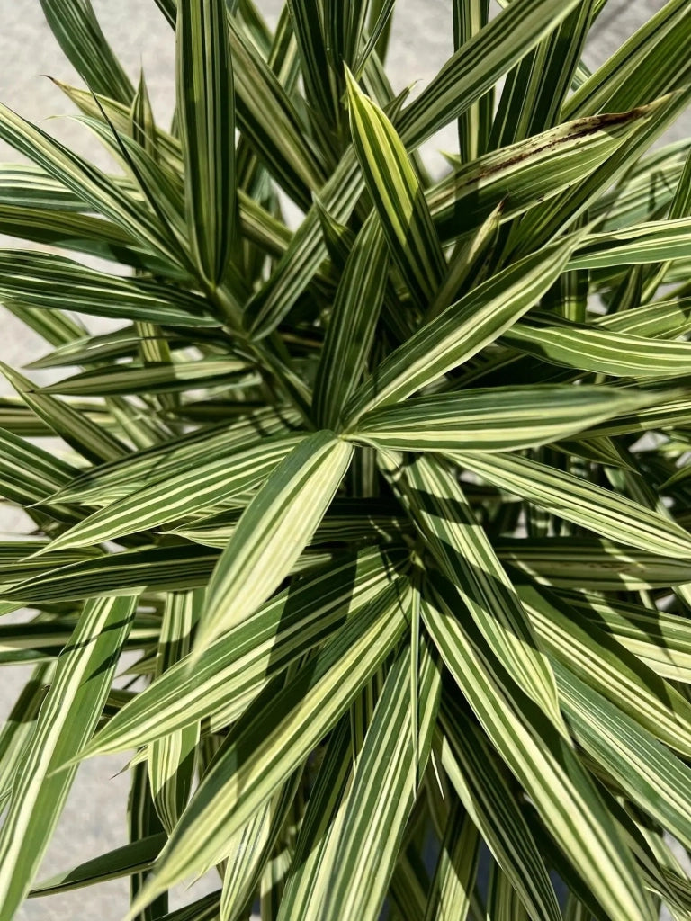 Gardenaria Bambù Nano Fortunei - Pleioblastus fortunei - Bambù ornamentale da esterno Altezza: 30 cm (vaso 16)