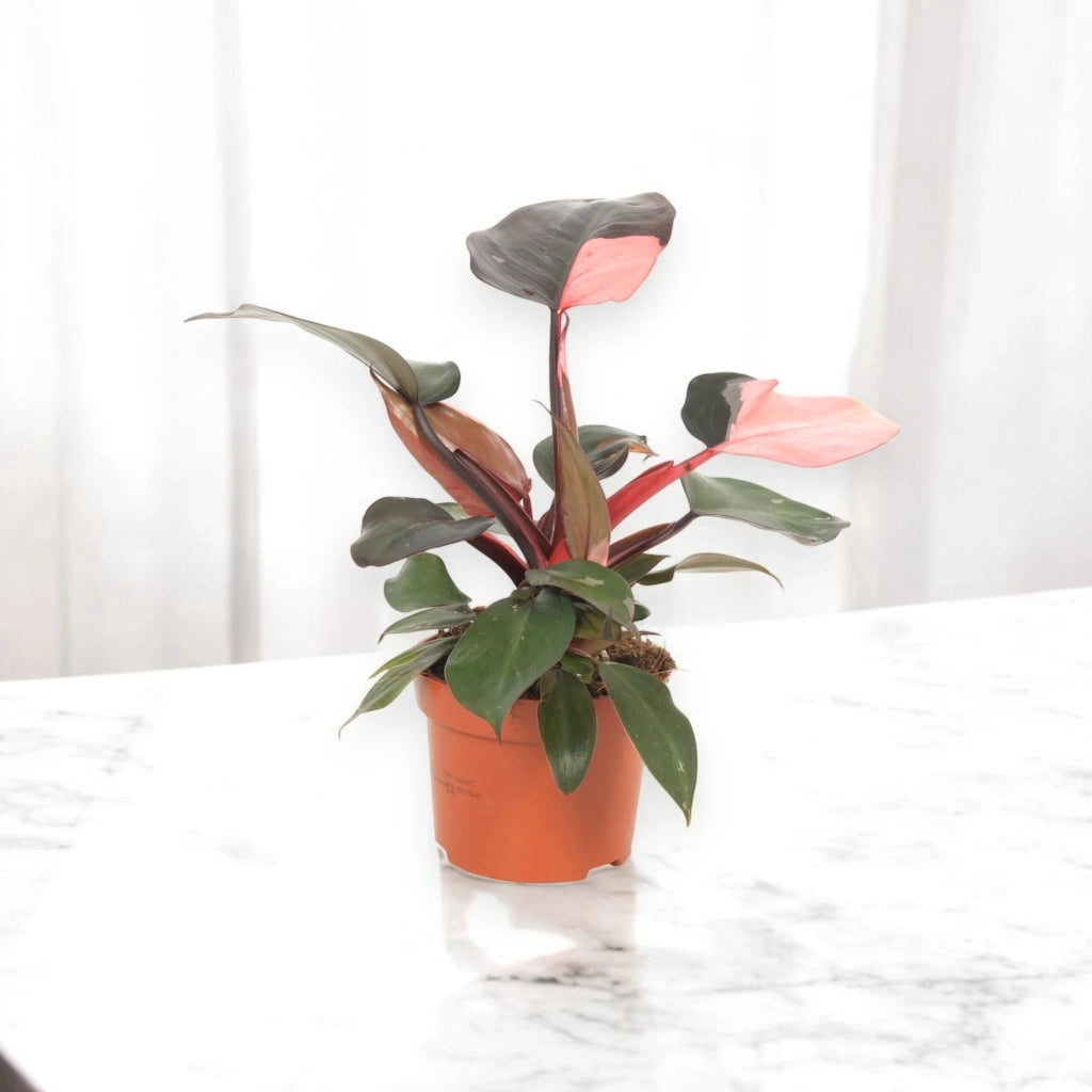 Gardenaria Philodendron 'Pink Princess' - Pianta da interno ornamentale Altezza: 30 cm (vaso 12)