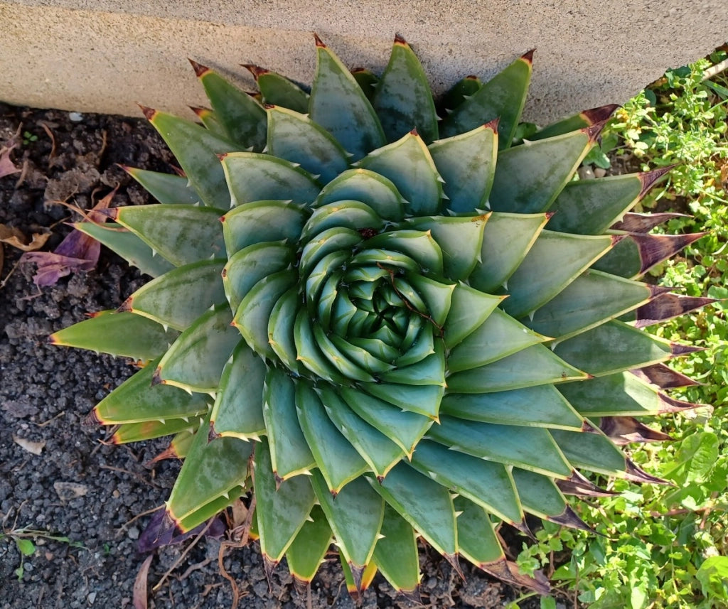 Aloe polyphylla in vaso 20 cm, aloe spirale ornamentale di grande pregio