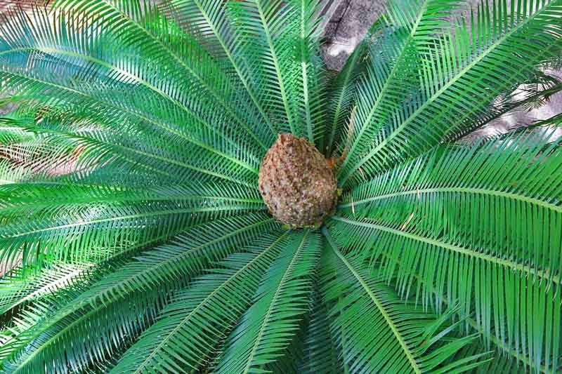 Dioon edule – Cicadea sempreverde ornamentale resistente dal fascino preistorico