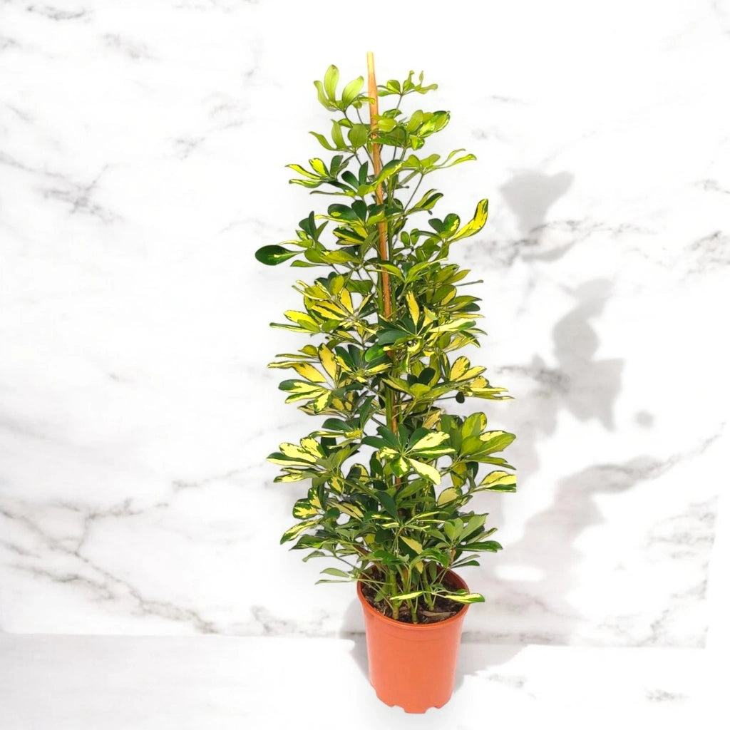 Gardenaria Schefflera arboricola 'Gold capella' alberello - Pianta da interno ornamentale Altezza: 130 cm (vaso 30)