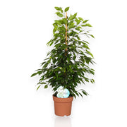 Gardenaria Ficus benjamina 'Anastasia' - Pianta da interno ornamentale Altezza: 40 cm (vaso 19)