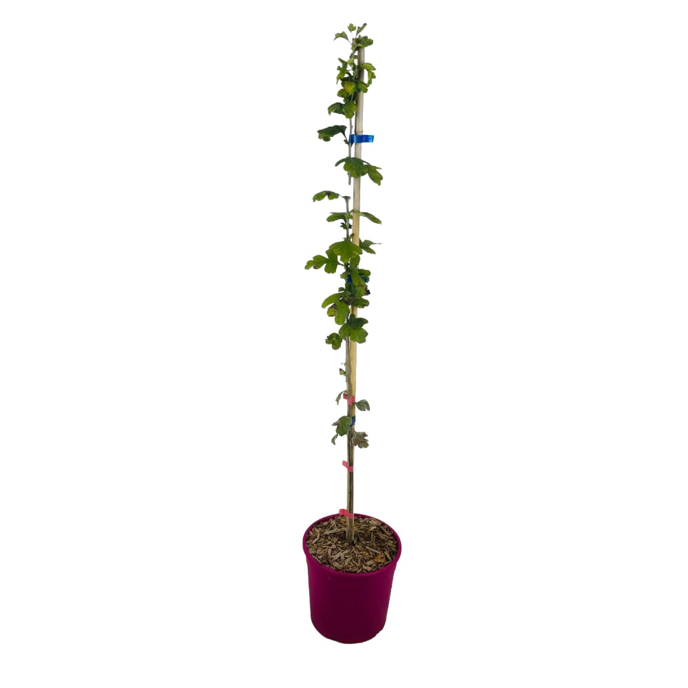 Biancospino Fiore rosa Crataegus Laevigata Rosea FlorePleno h 100 in vaso 18 cm