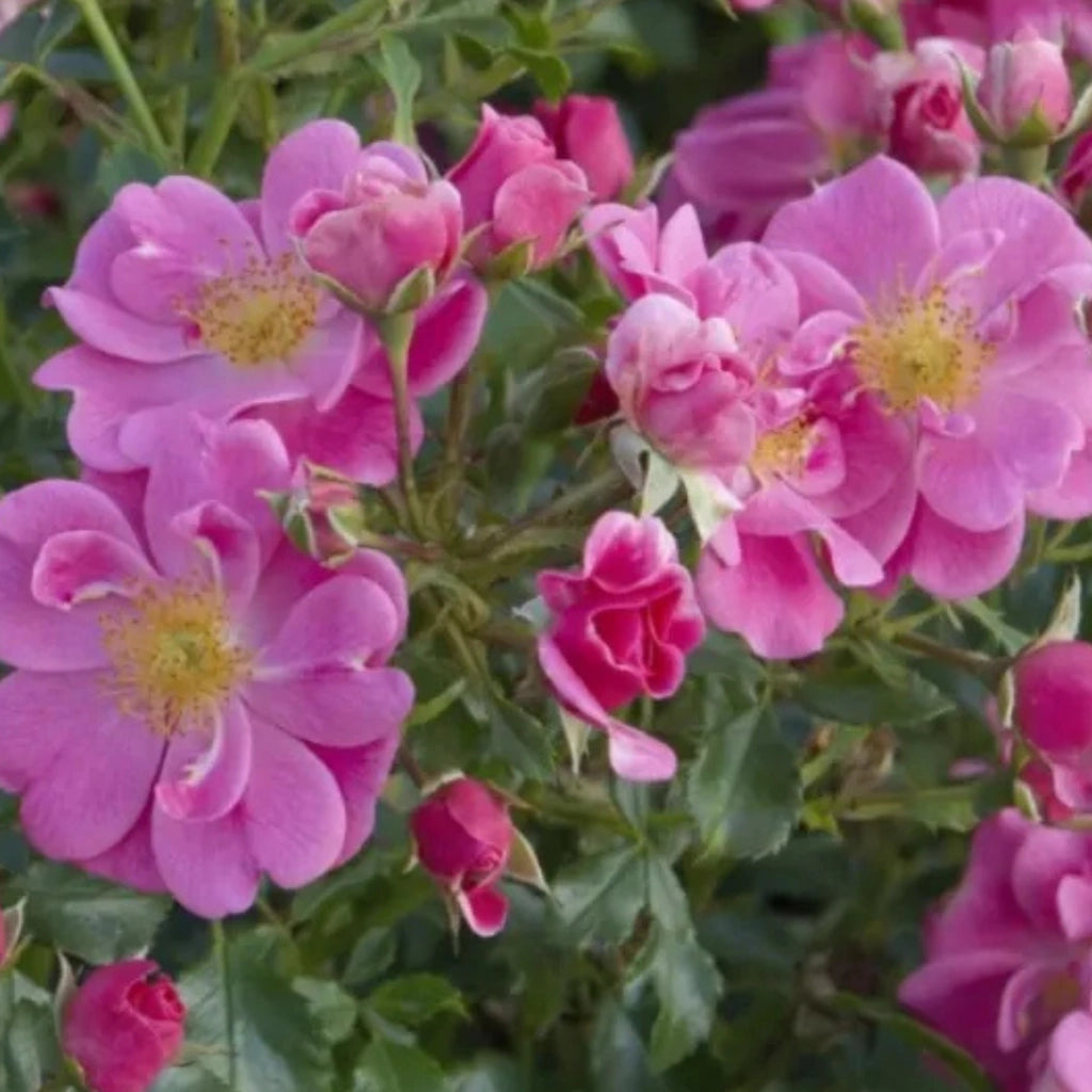 Gardenaria Rosa 'Bienenweide Rosa' - Rosa da giardino Altezza: 25/30 cm (vaso15)