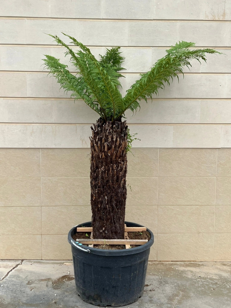 DIKSONIA ANTARTICA (FELCE ARBOREA) H 100 - 110 CM VASO 55