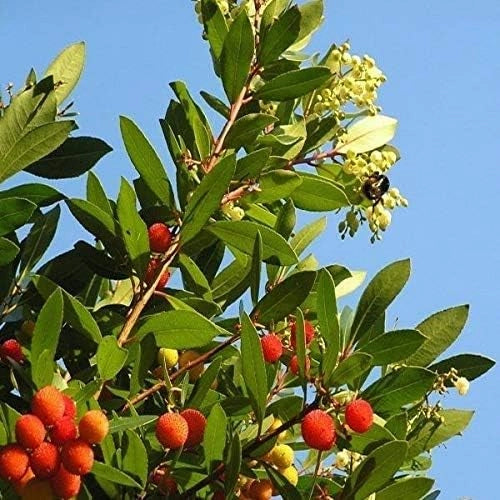Pianta di CORBEZZOLO cespuglio ARBUTUS UNEDO frutti rossi VASO 24 cm AMDGarden