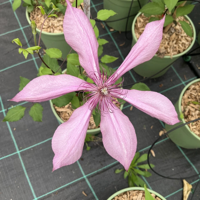 Pianta CLEMATIDE Clematis Princess Arabelle Rampicante in vaso 18 cm AMDGarden