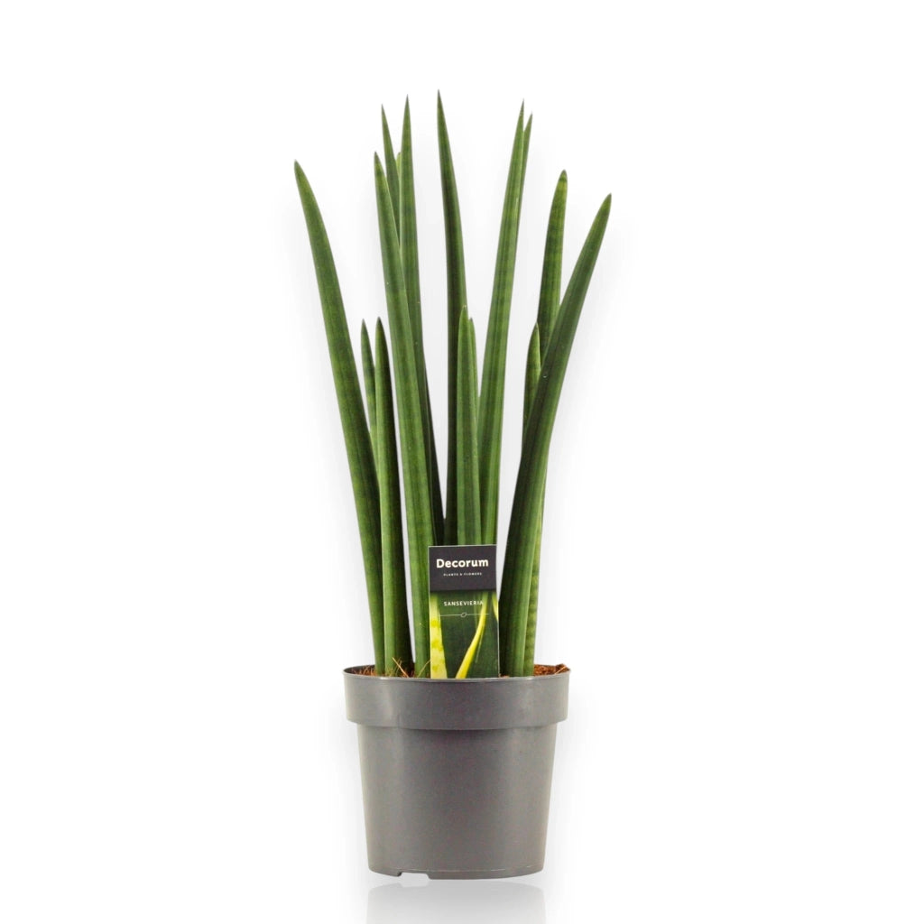 Gardenaria Sansevieria cylindrica 'Rocket' - Pianta da interno ornamentale Altezza: 35 cm (vaso 12)