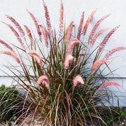 Gardenaria Pennisetum orientale 'Flamingo' - Graminacea ornamentale da esterno Altezza: 40 cm (vaso 17)