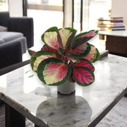 Gardenaria Calathea roseopicta 'Rosy' - Pianta da interno ornamentale Altezza: 45 cm (vaso 14)