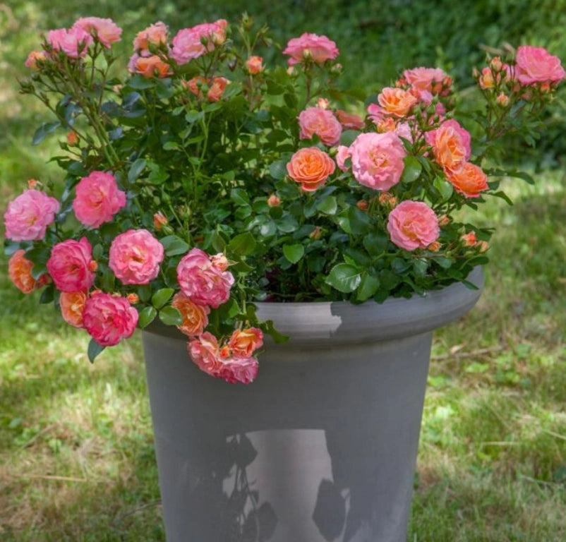 Gardenaria Rosa 'Peach drift' Meilland - Rosa da giardino Altezza: 30/40 cm (vaso19)