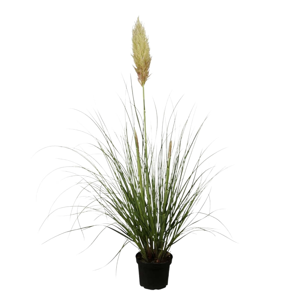 Pianta PAMPAS CORTADERIA SELLOANA bianca VERA h 80 cm vaso18cm FOTO REALE