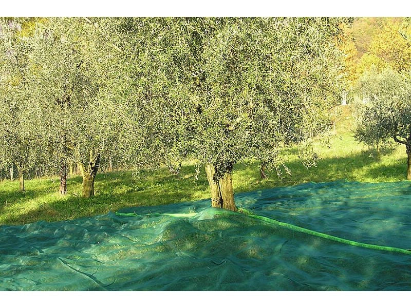 Rotolo Rete per raccolta olive telo 6x50 mt antispina e antistrappo 85 grammi mq