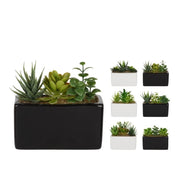 PIANTA GRASSA 15X8XH14CM IN VASO BIANCO / NERO
