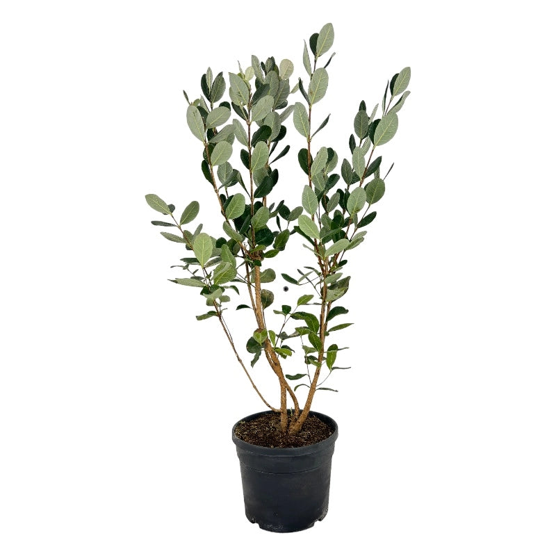 Pianta di FEIJOA SELLOWIANA Fejoia Acca sellowiana VASO 18 CM AMDGarden