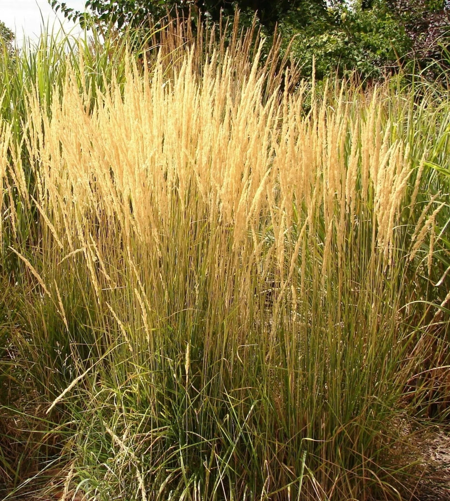 Gardenaria Calamagrostis acutiflora 'Karl Foerster' - Graminacea ornamentale da esterno Altezza: 100 cm (vaso 24)