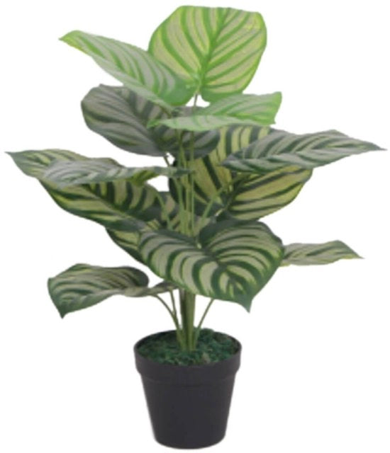 Pianta ornamentale, 60 cm, a strisce, verde